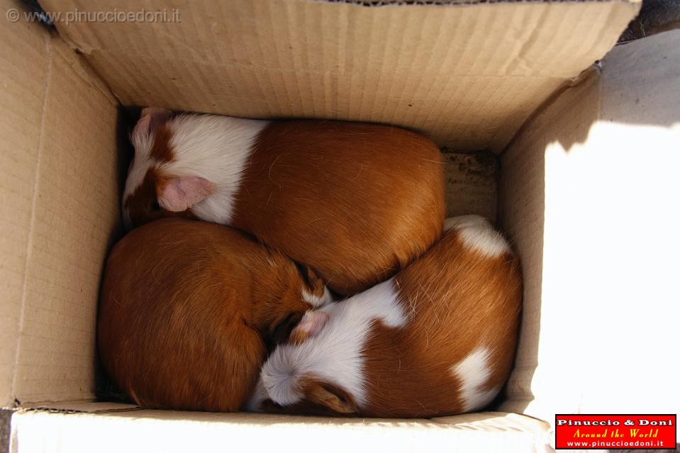 PERU - Pisac - 05 - Cuy Guinea pigs.jpg